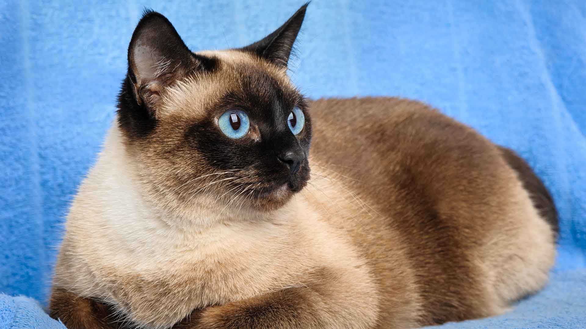 Siamese Cat