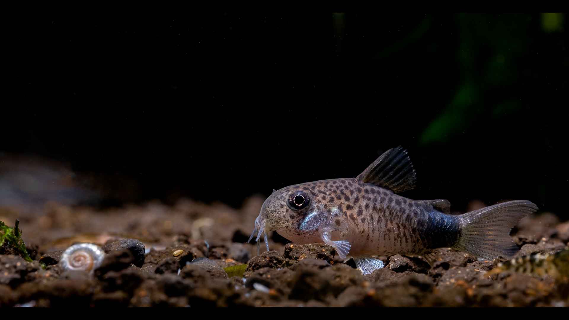 Fish Gill Problems: Rapid Breathing and Surfacing