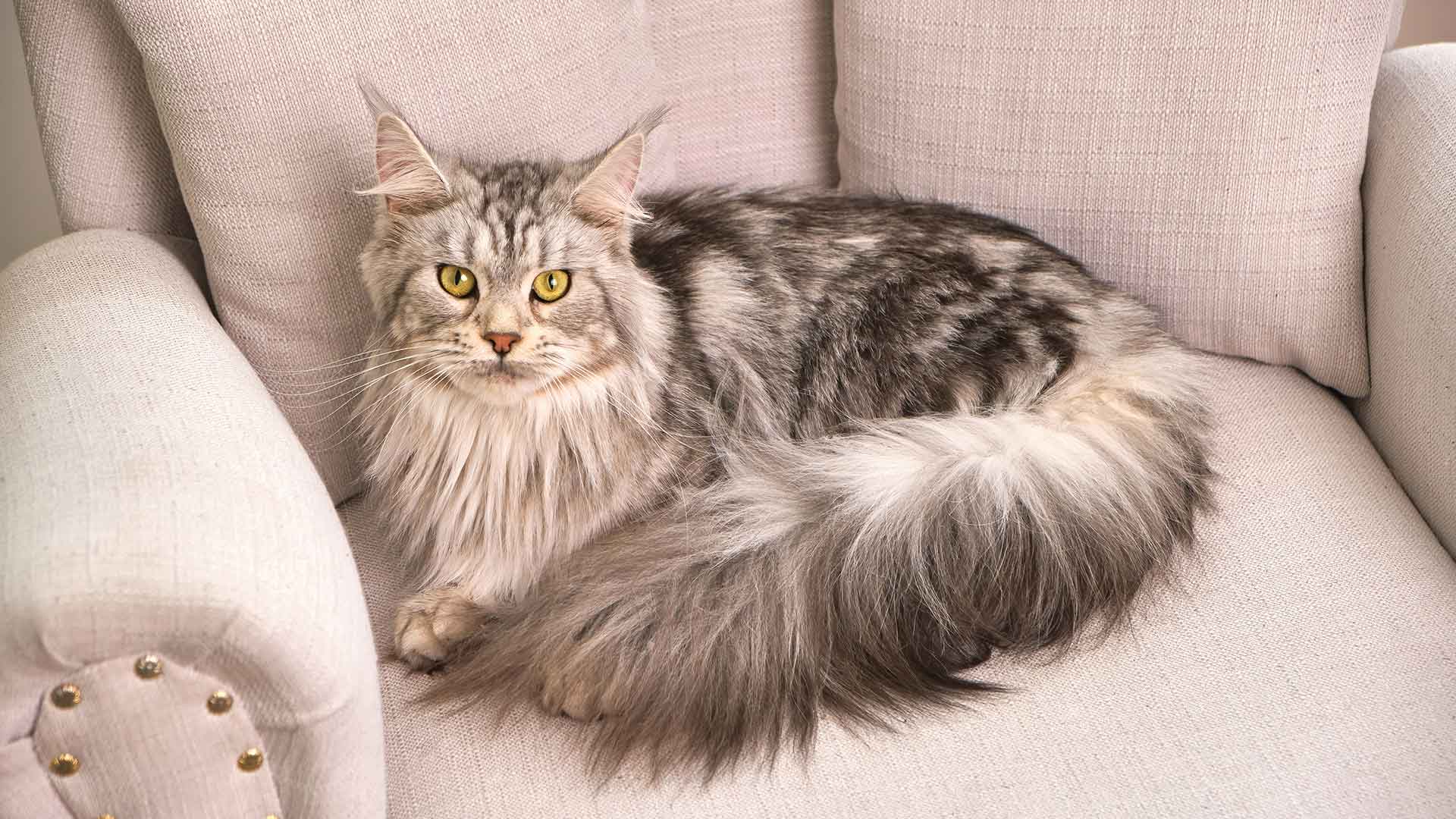 Maine Coon