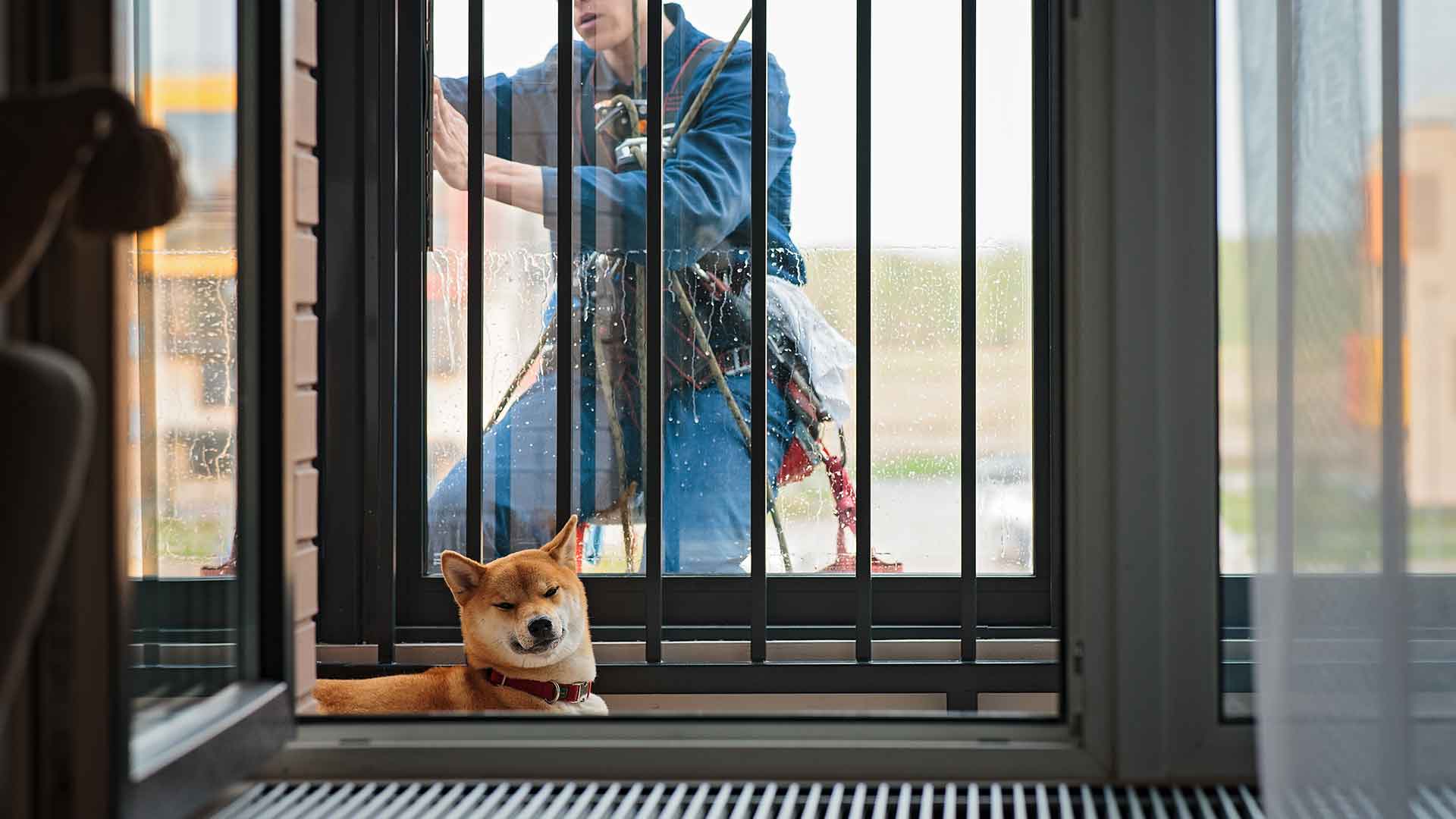 10 Simple Safety Precautions for Dogs at Home: Cables, Doors, Floors, and More