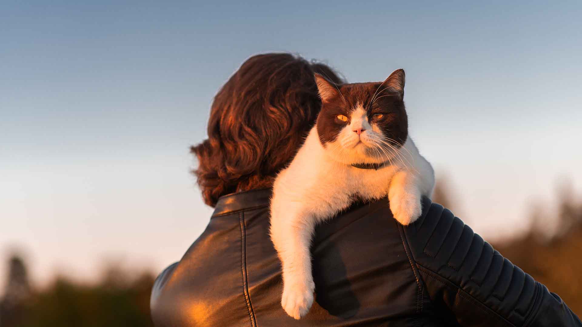 Ways to Build Trust Between You and Your Cat