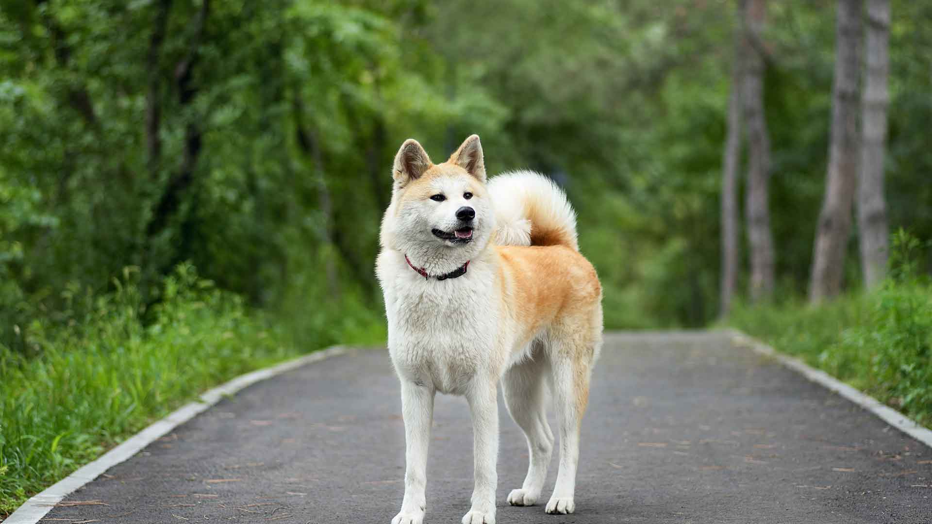 Akita Inu