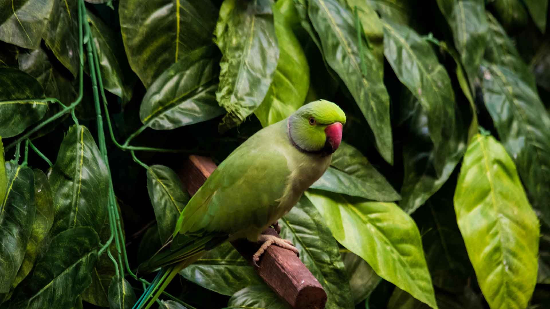 Alexander / Indian Ringneck Parakeet