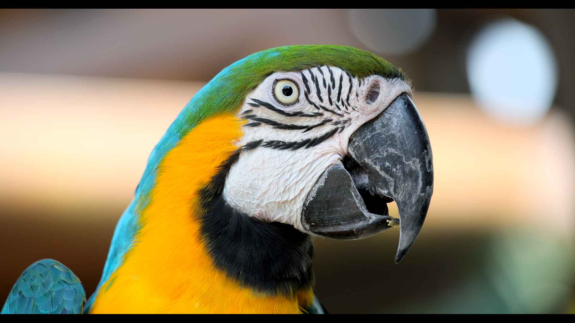 Techniques to Improve Talking Ability in Parrots