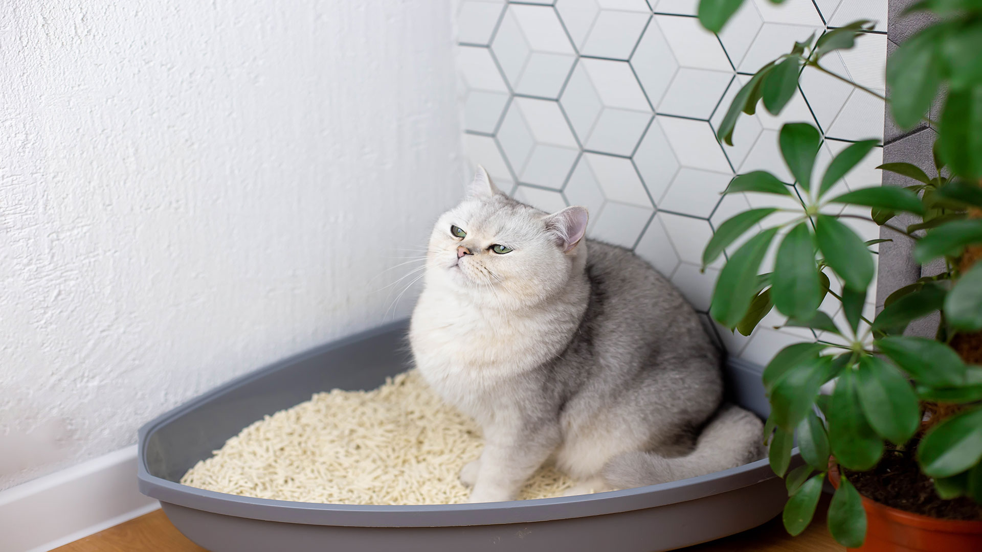 Litter Box Avoidance, Scratching, Meowing: The Key to Understanding Cat Behaviors