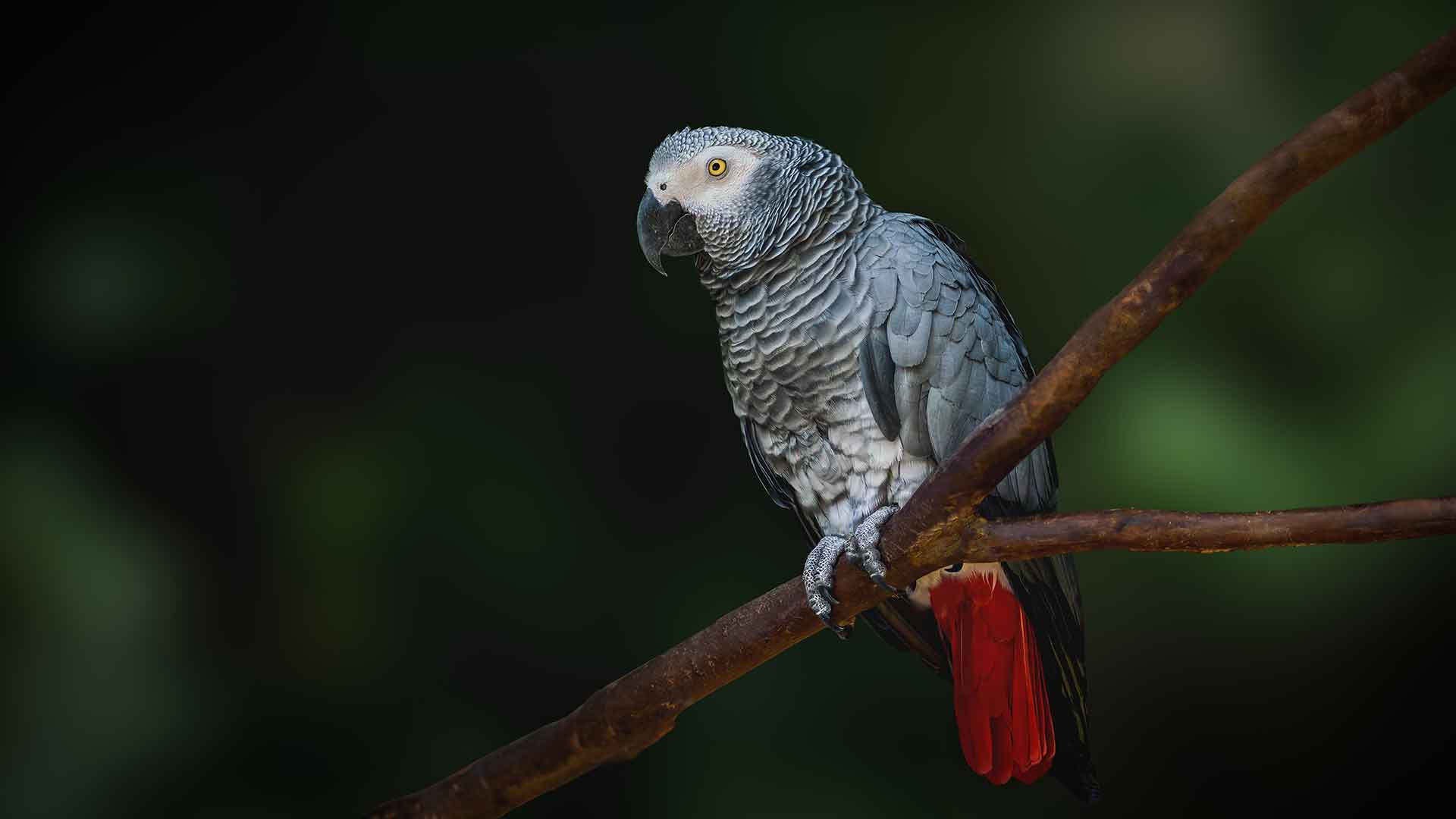 African Grey Parrot / Jako Parrot
