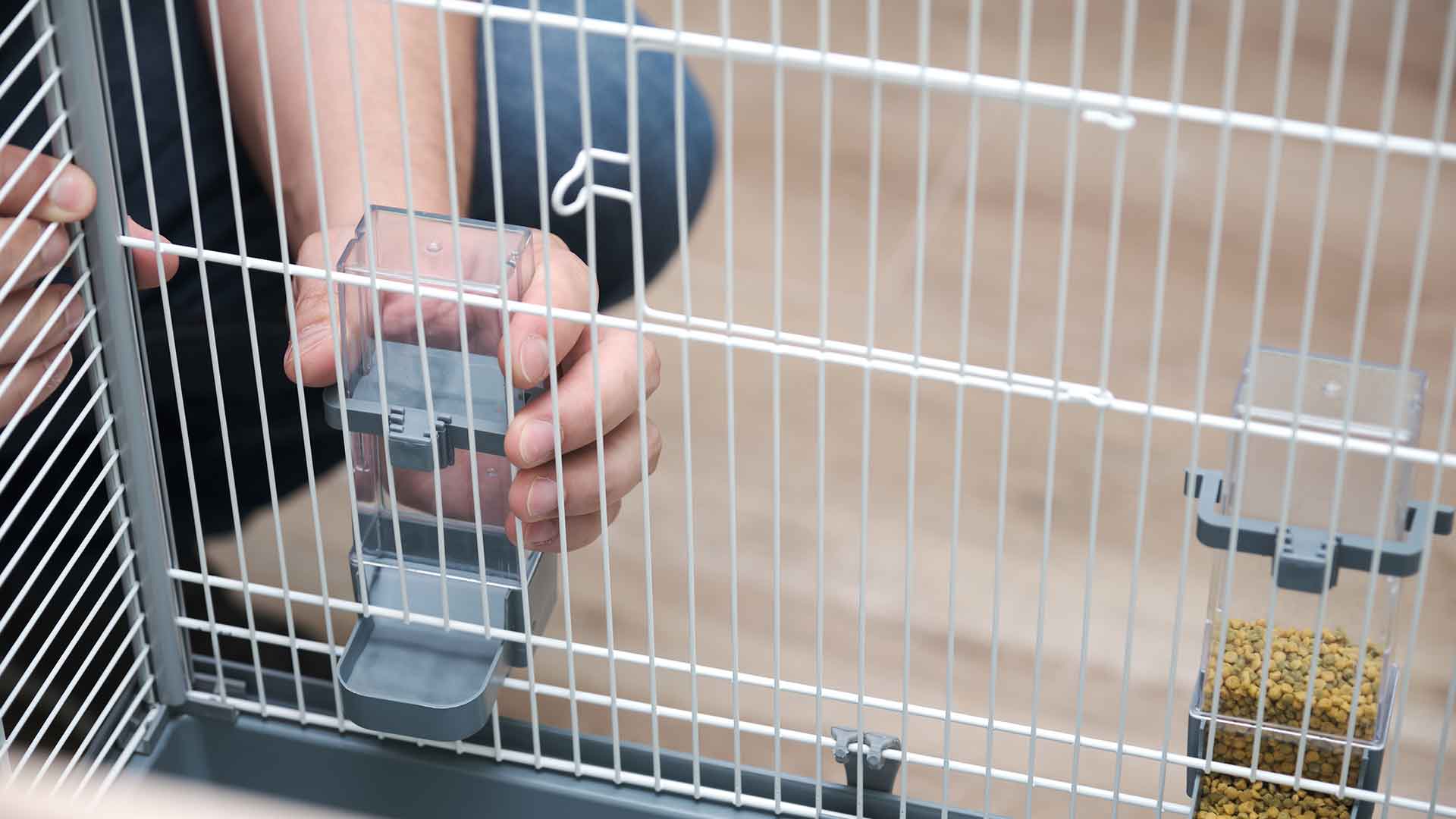 Budgie Feeder and Water Dispenser Selection: Points to Consider for Hygiene and Safety