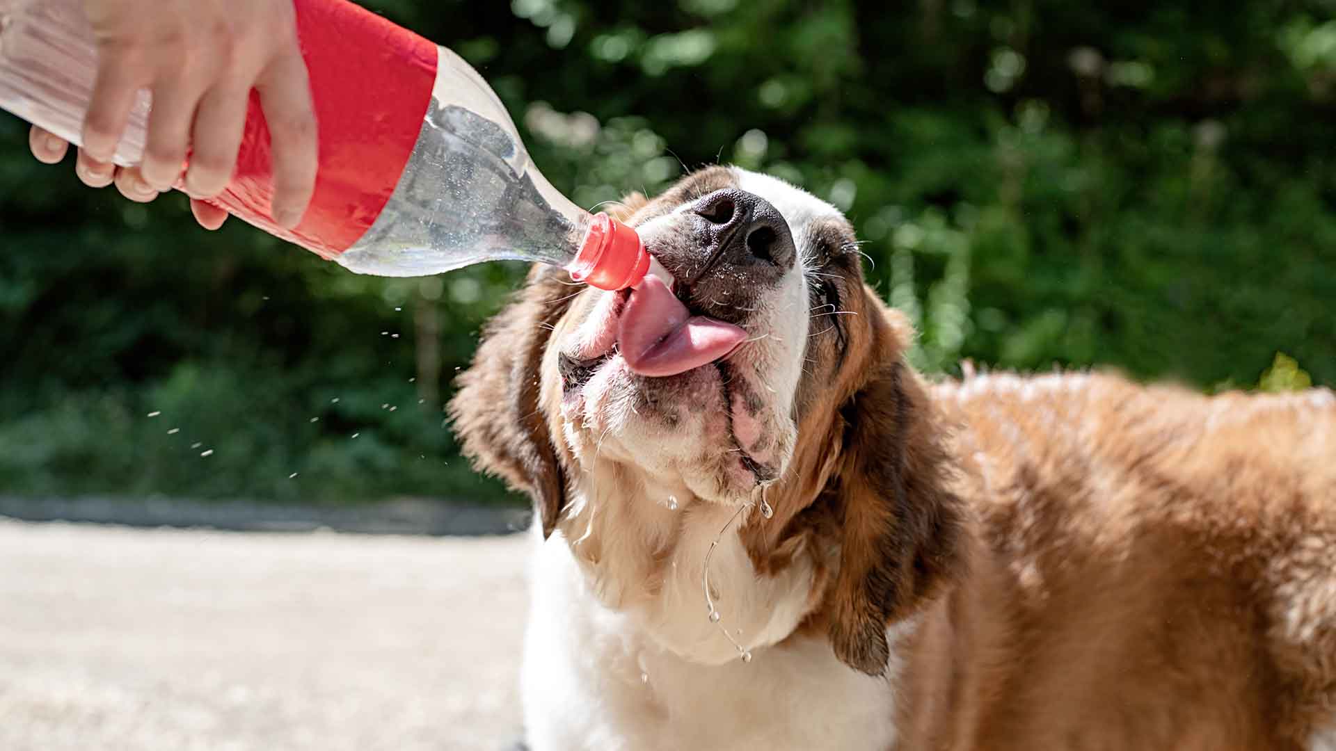 Dog Water Consumption: How Much Should They Drink?