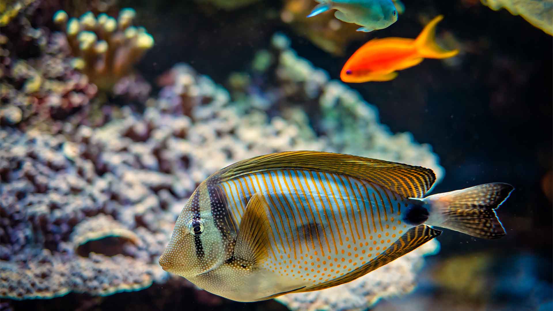 Signs of Stress in Fish and Precautionary Measures