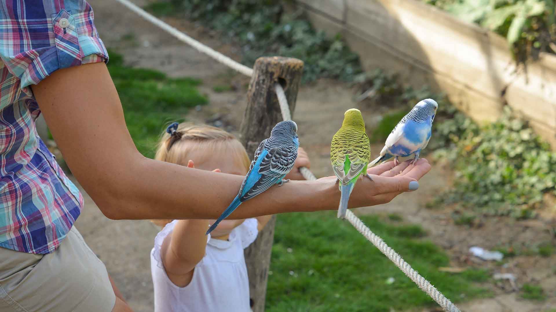 Budgerigar Speech Training: The Most Effective Methods