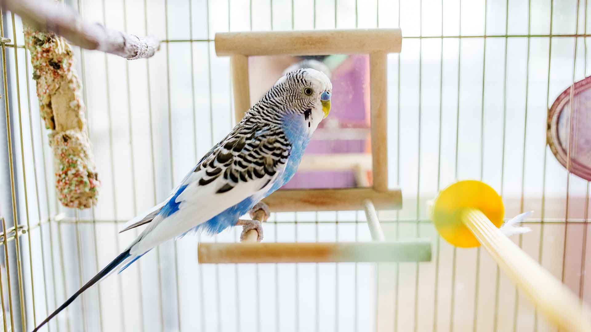 Budgerigar Nail and Beak Care: How Often Should It Be Done?