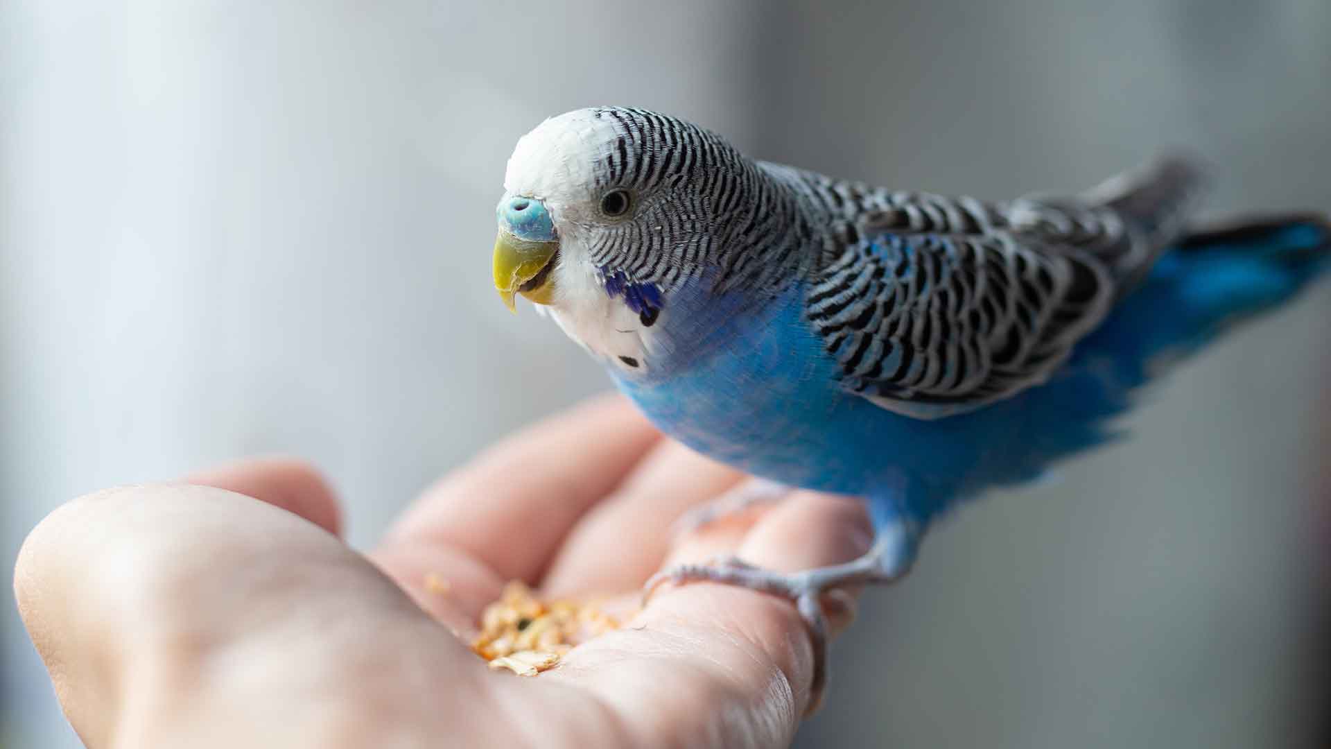 How to Overcome Vitamin and Mineral Deficiency in Budgerigars?