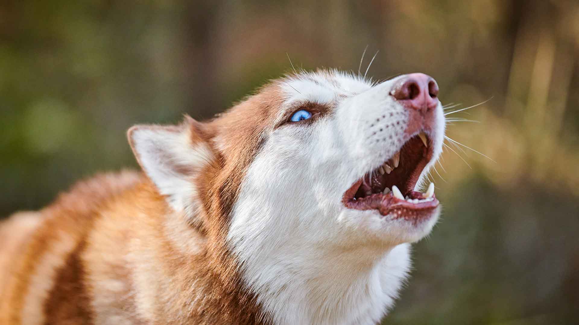 Excessive Barking in Dogs: Causes and Solutions