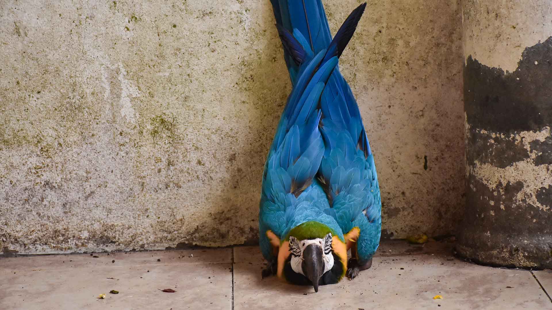 Parrot Psychological Health and Stress Solutions