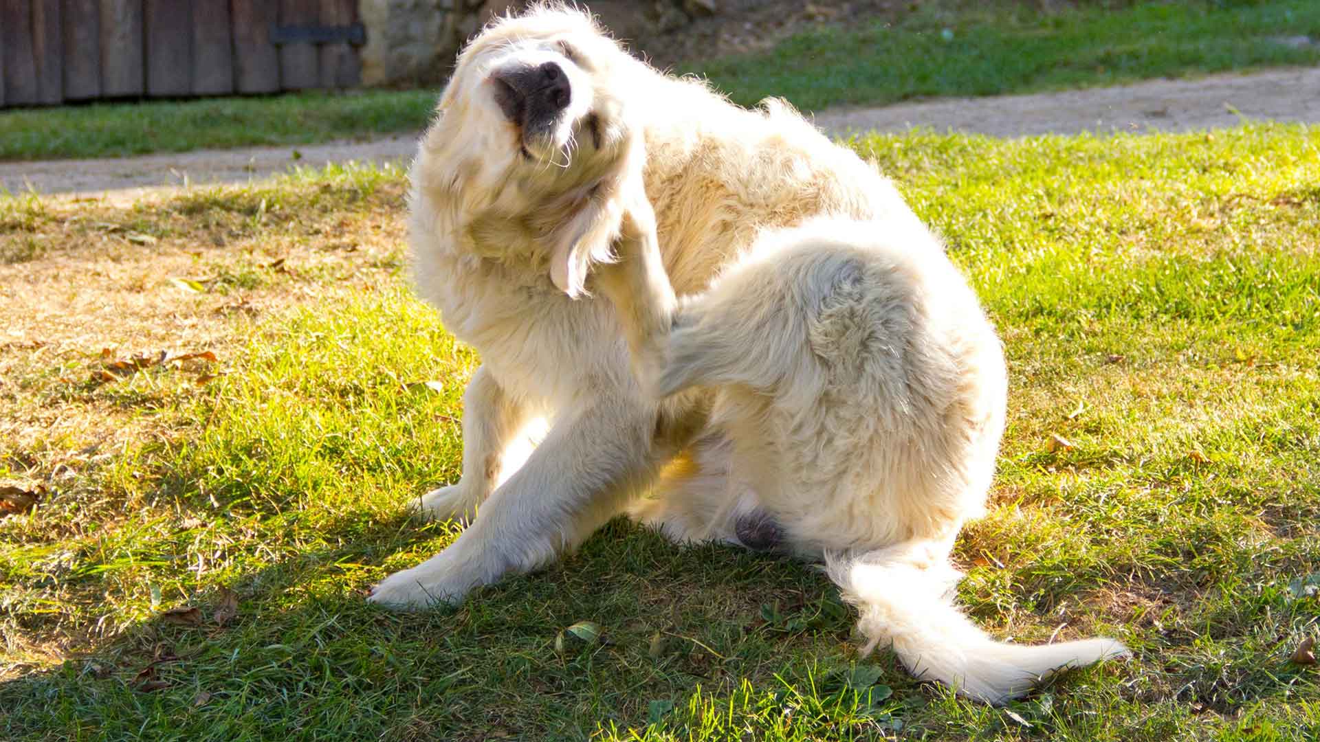 Dogs2 Skin Problems: Precautions Against Itching, Eczema, and Fungal Infections