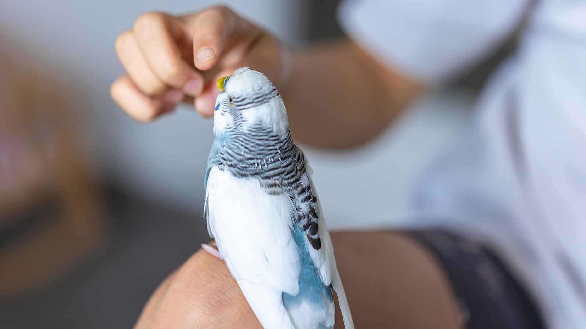 Harmful Foods and Plants for Budgerigars