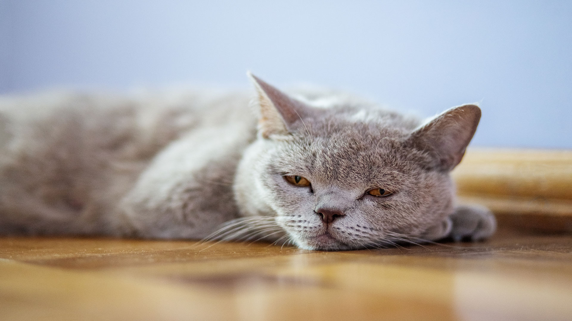Heatstroke in Cats During Summer: Symptoms and Precautions
