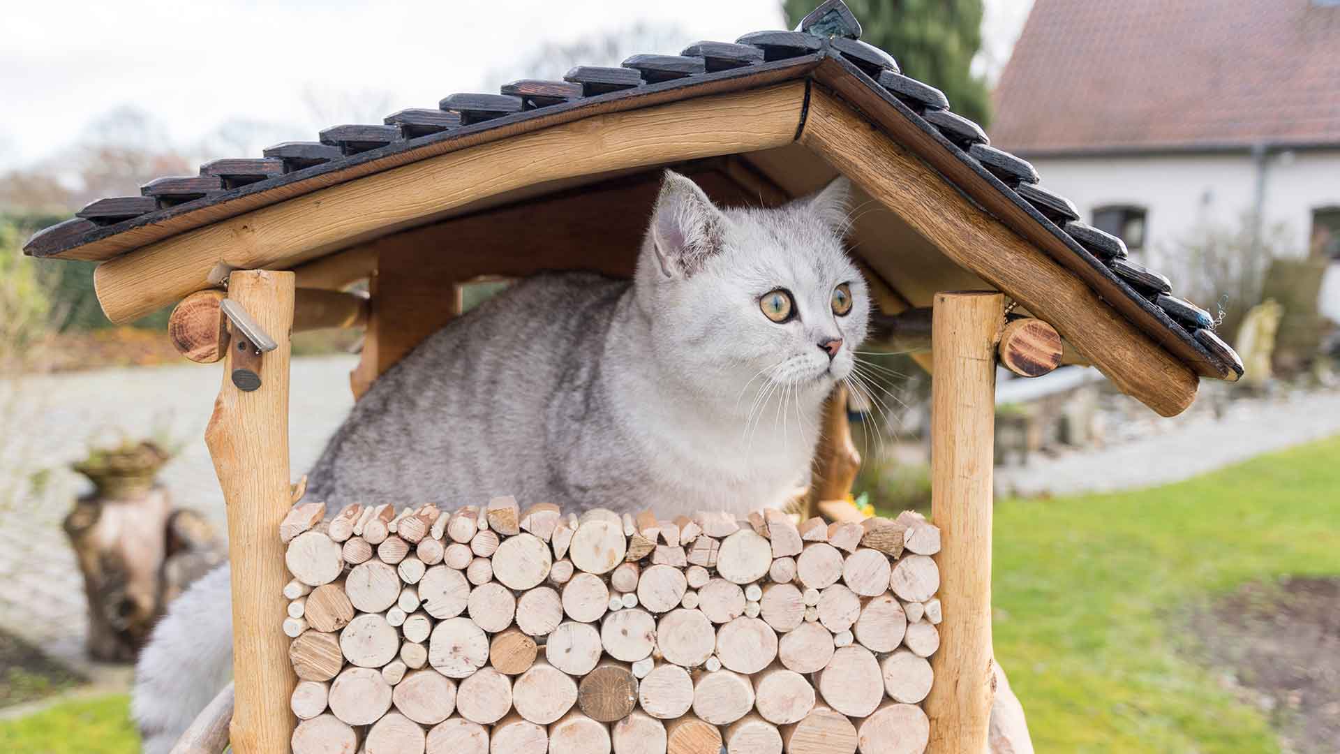 Make Your Own Cat Toys: Practical DIY Ideas