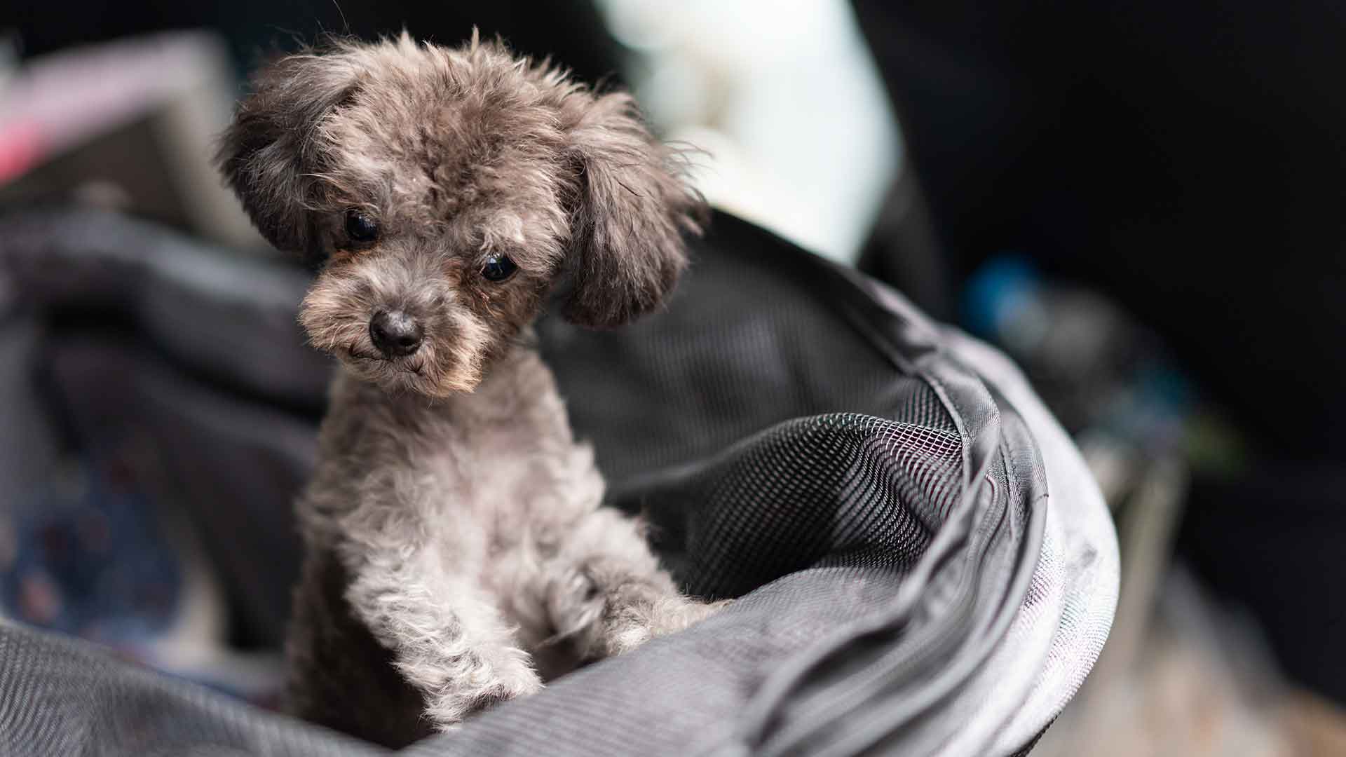 Dog Carriers and Crates: Which One Should You Choose in Different Situations?