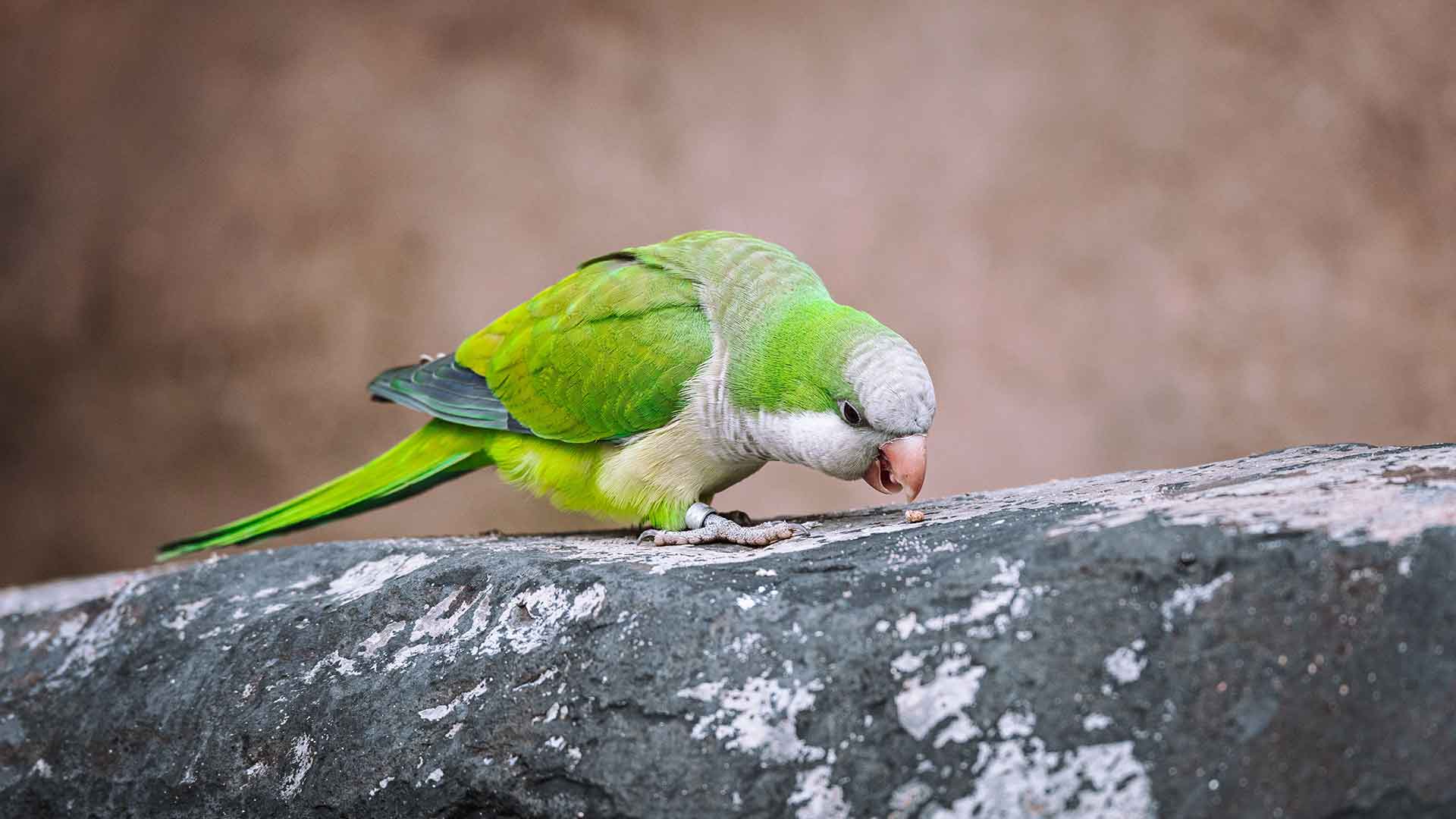 Chew Toys and Natural Materials for Parrots