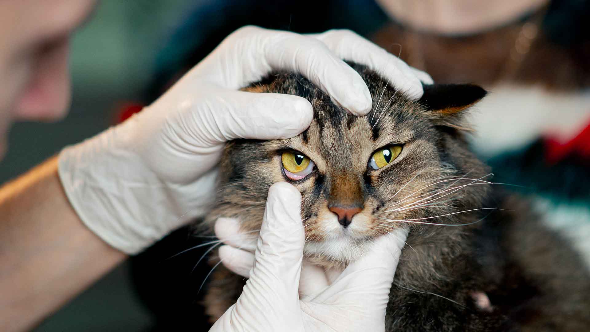 How to Clean Cats’ Ears and Eyes?