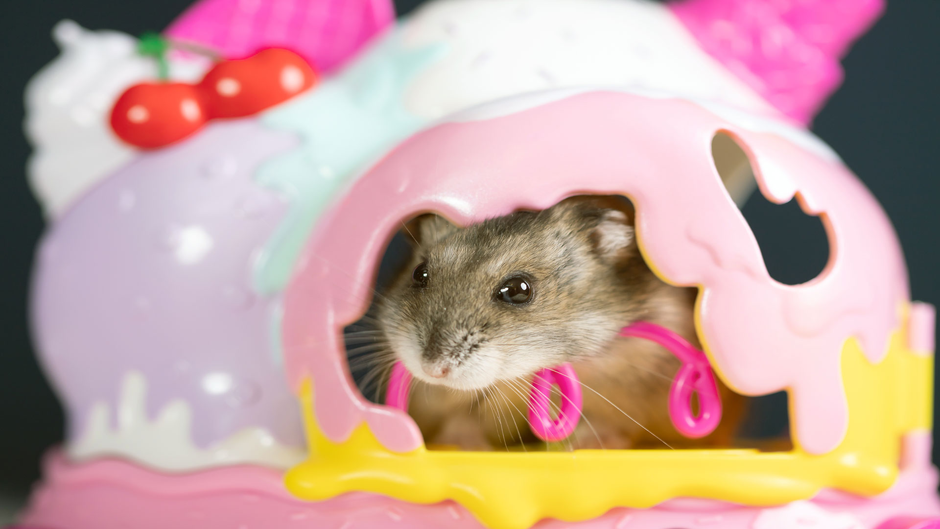 Rodent Cages: How to Choose the Right Size, Material, and Placement?