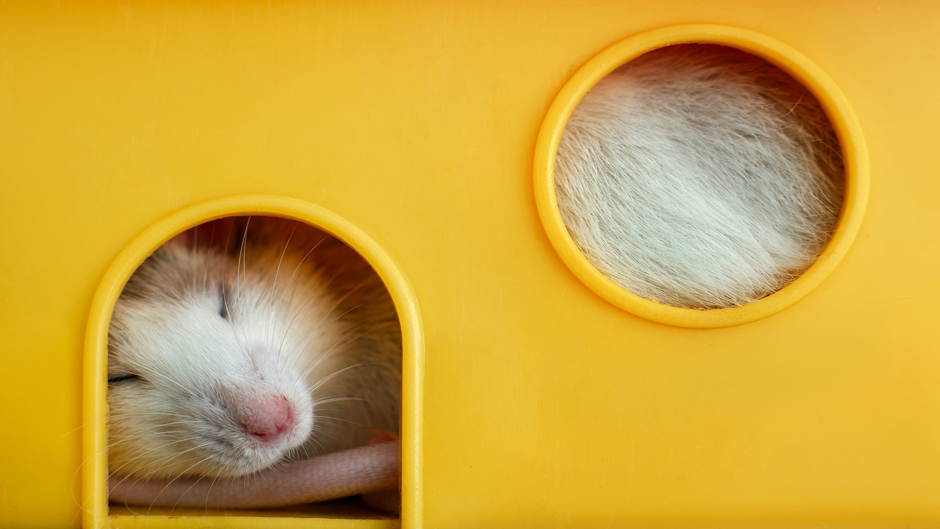 How to Create Ideal Sleeping and Hiding Areas for Pet Rodents