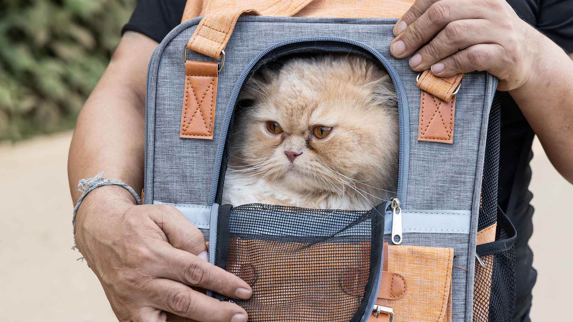 Your Cat’s Ideal Carrier and Travel Gear