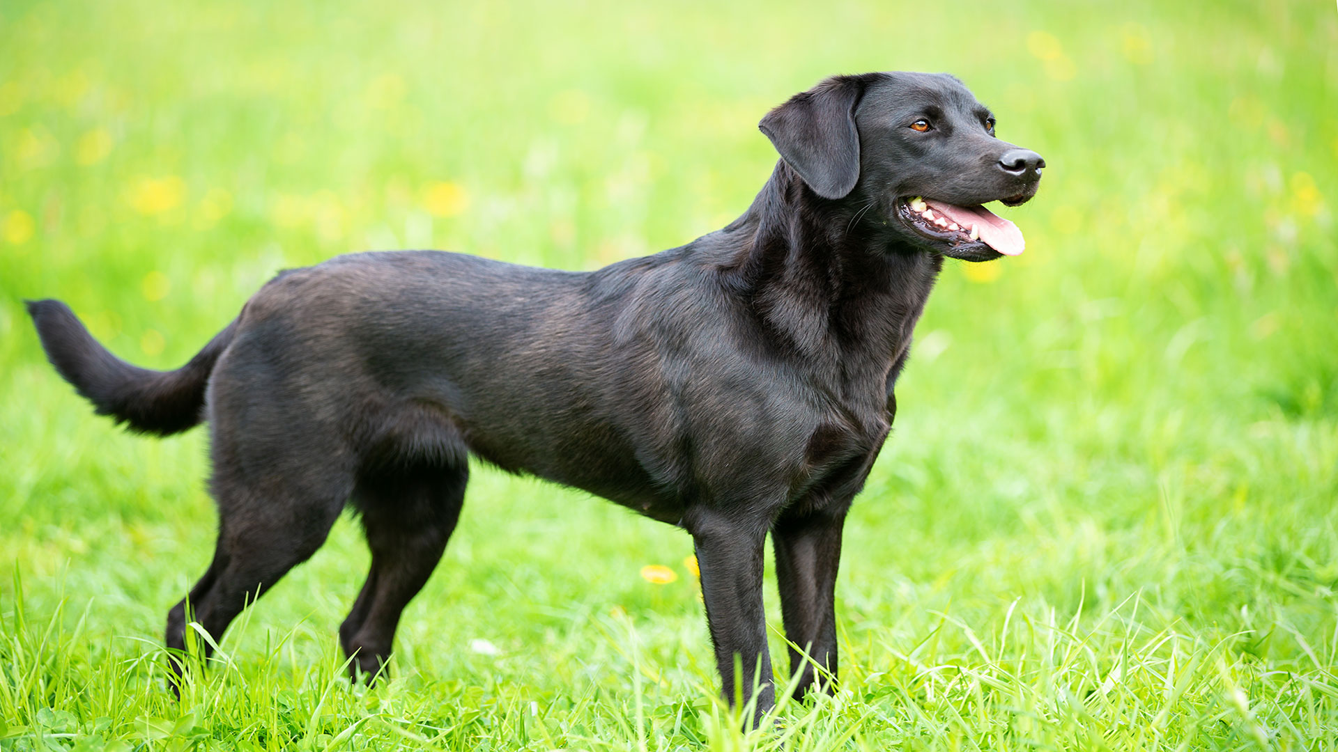 Labrador Retriever: Care Strategies for This Loyal Breed Adaptable to Family Life