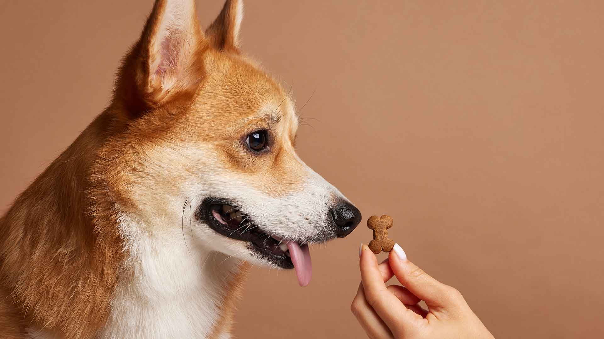 Dog Training with Positive Reinforcement: Reward Instead of Punishment
