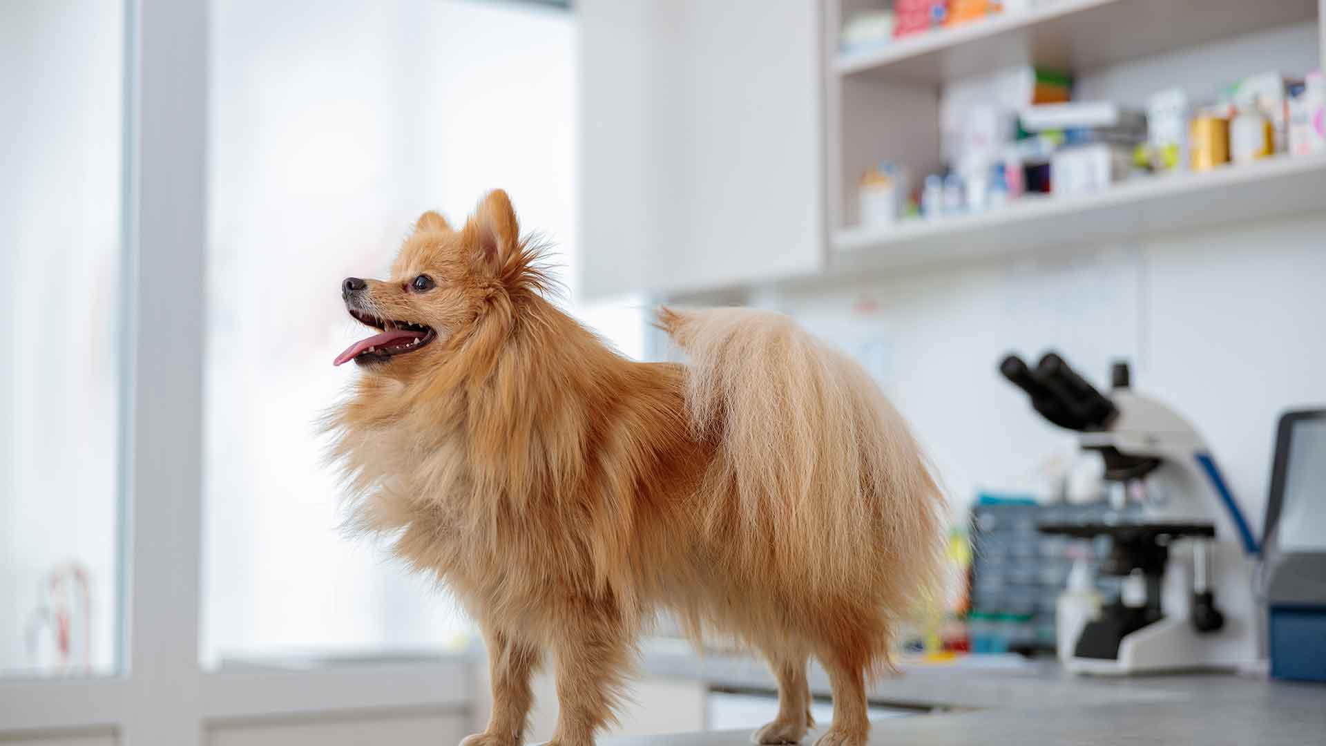 How to Teach Your Dog Household Rules?