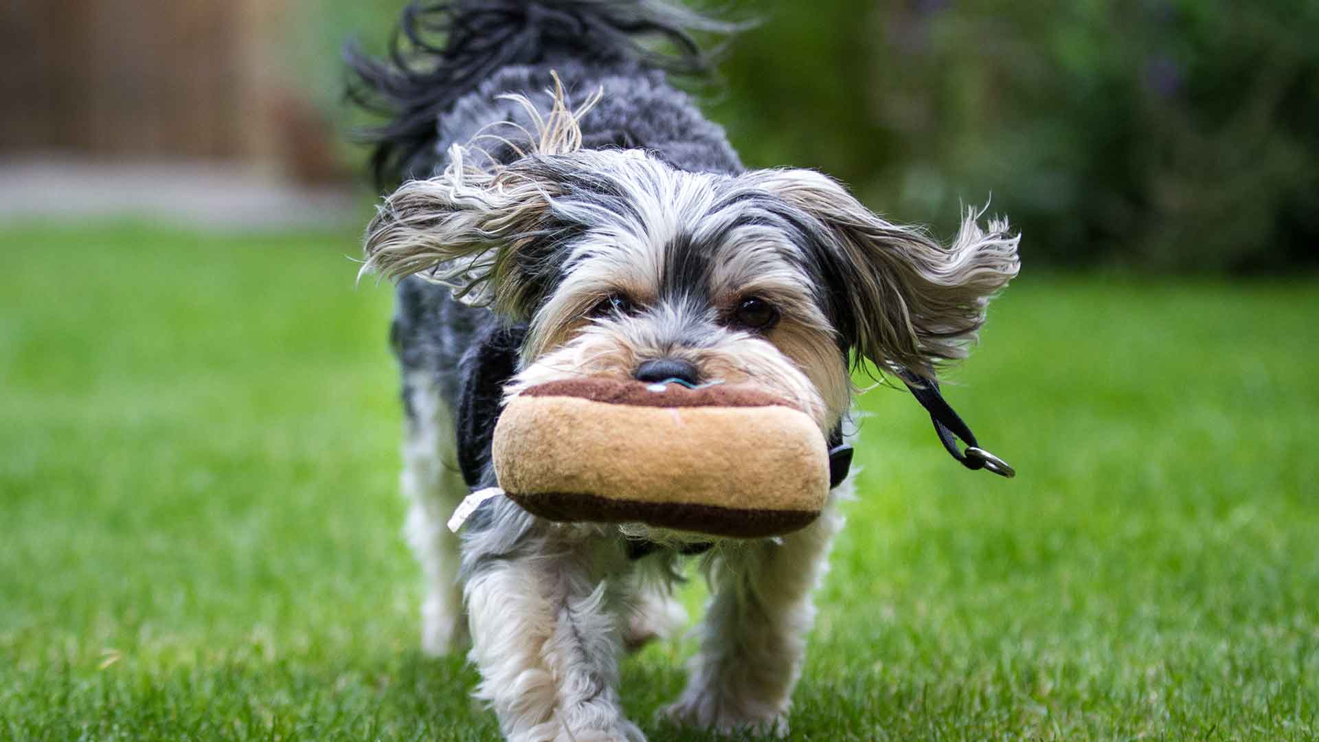 Dog Toy Selection: Intelligence-Boosting and Safe Toys