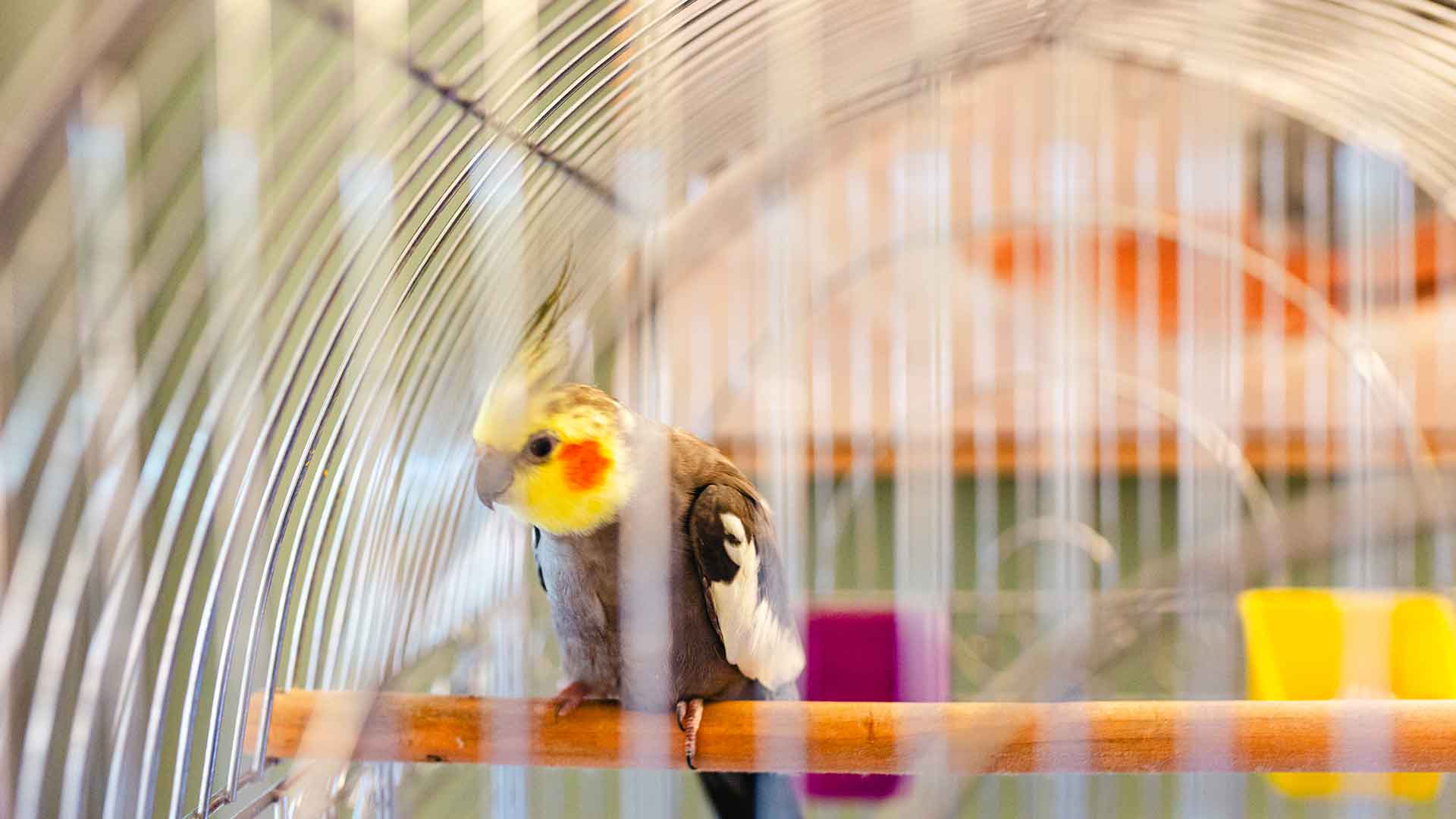 How Should Cage Size and Placement Be for Parrots?