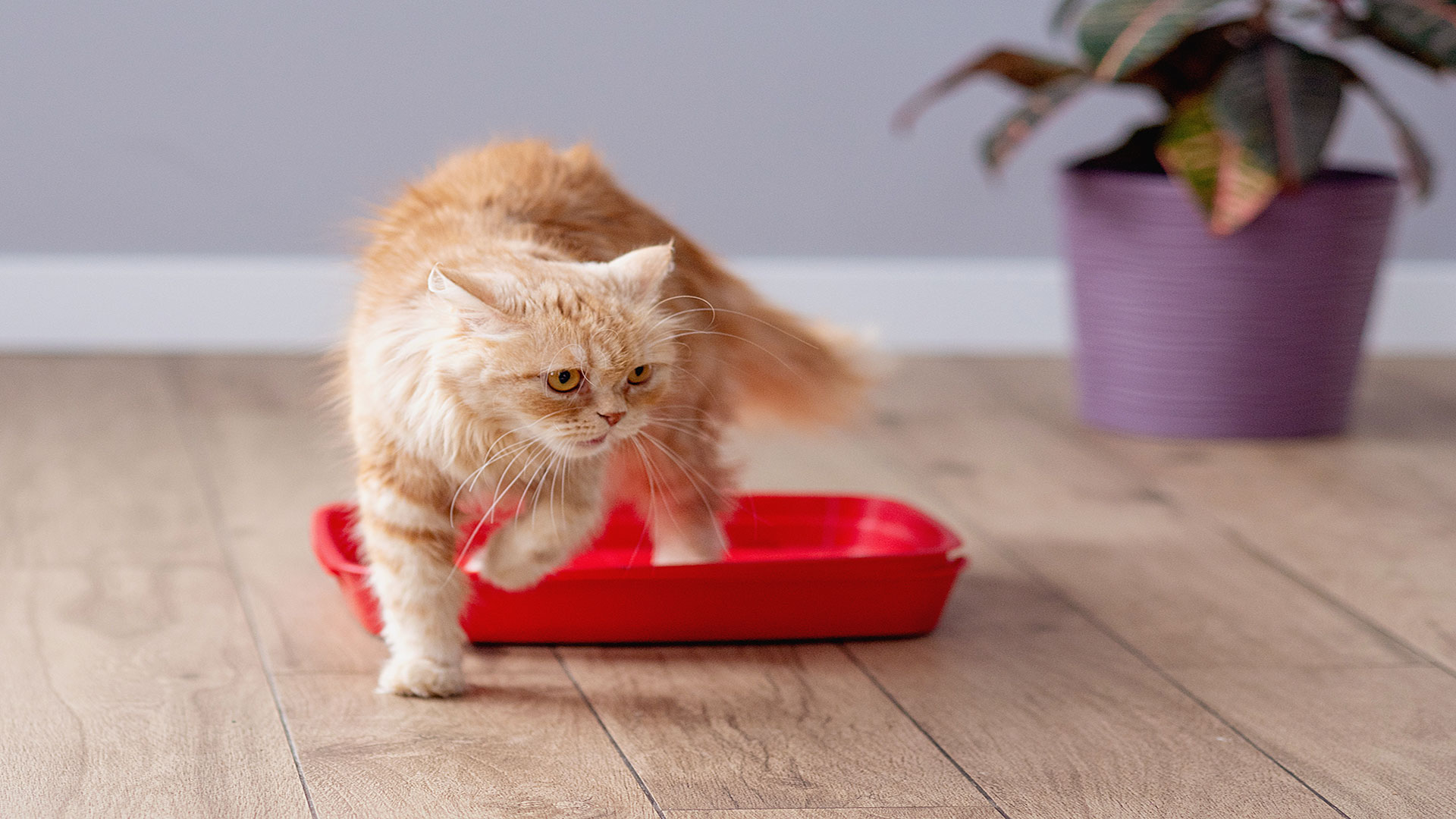 Cats and Constipation: Symptoms, Causes, and Home Remedies