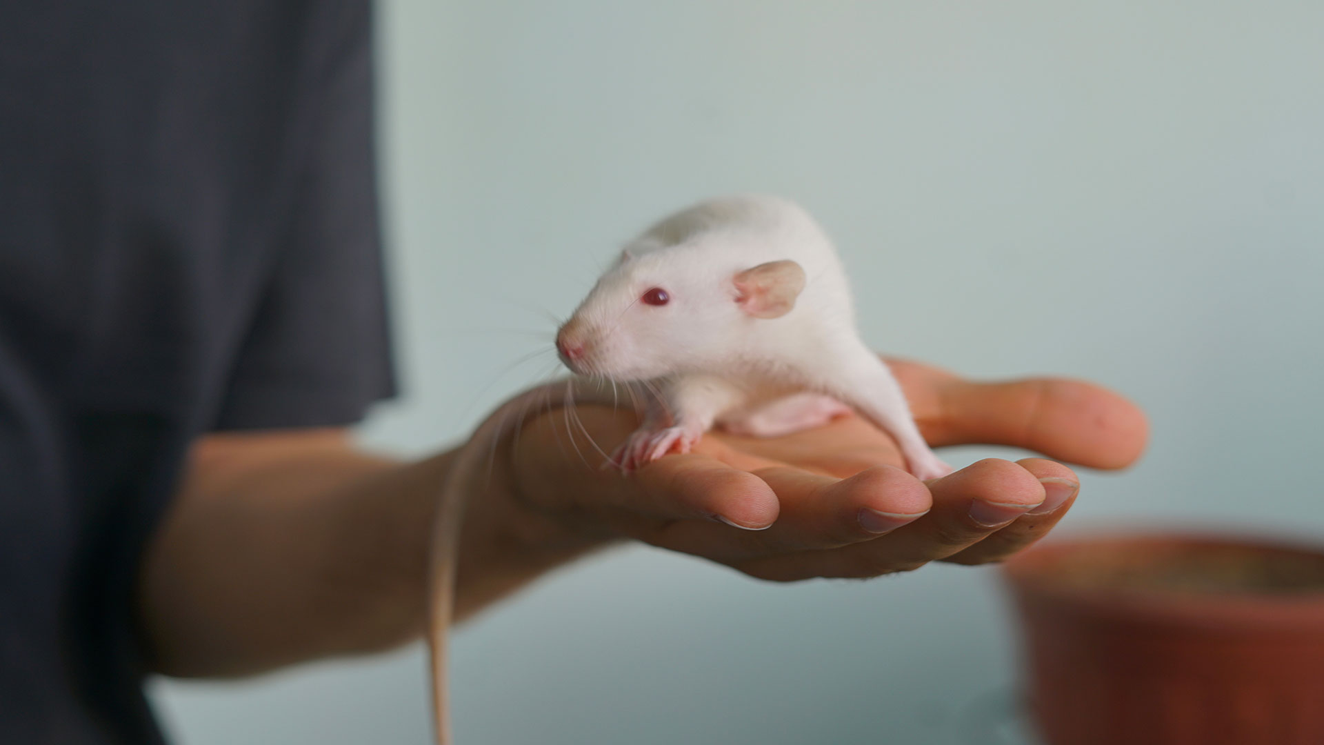 Pet Mice Are Clean! With Proper Care, They Can Be Wonderful Housemates
