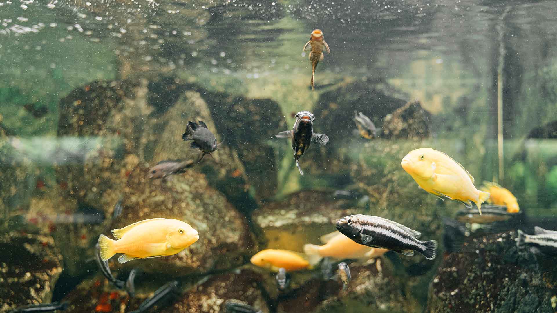 Fish Social Life: Which Species Are Social?