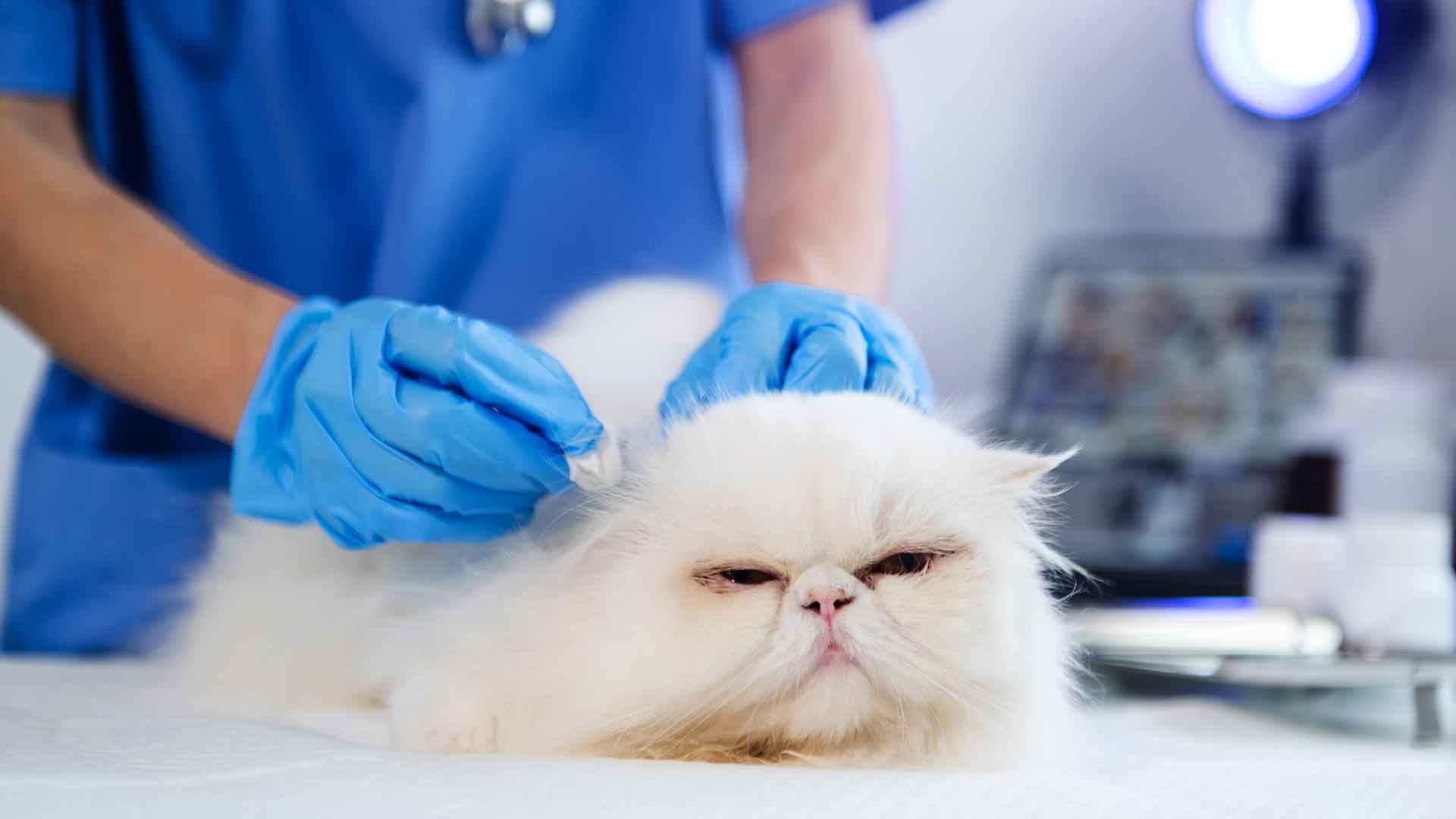 Diarrhea, Vomiting, and Digestive Problems in Cats
