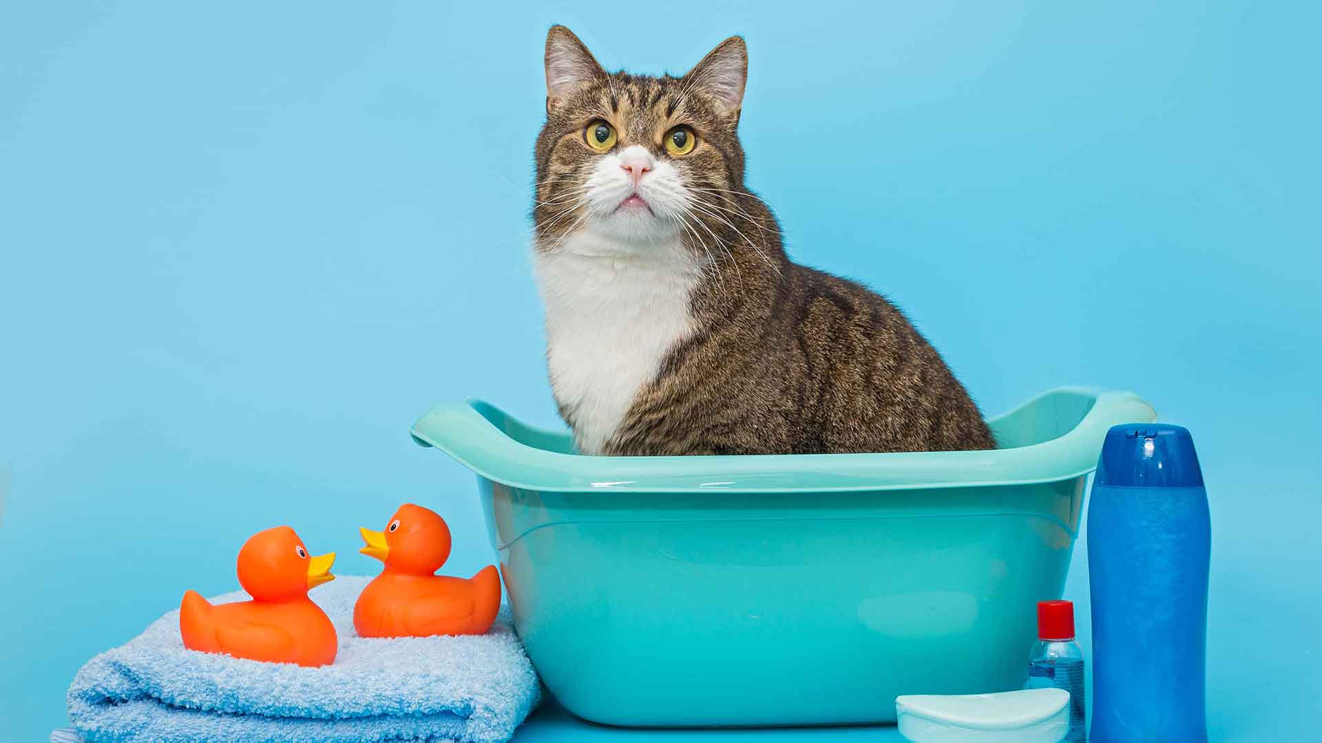 Bathing Cats at Home: Is It Necessary, How Should It Be Done?