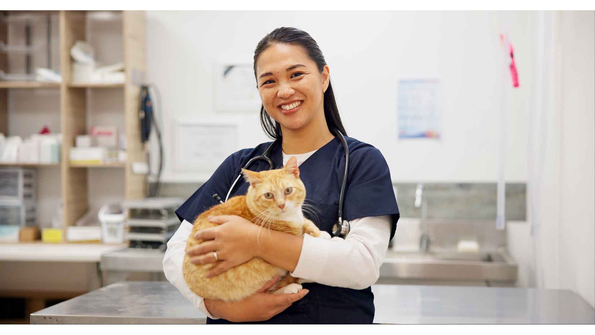 How Often Should Your Cat Have Veterinary Check-Ups?