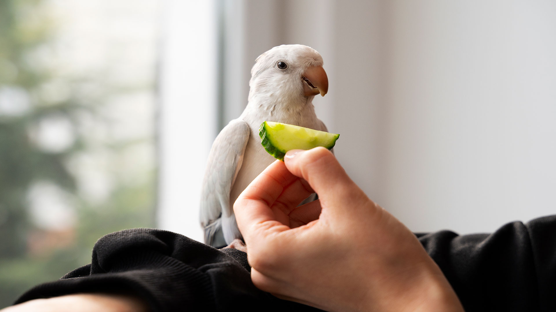 Proper Nutrition in Parrots: Which Foods Are Beneficial and Which Are Harmful?