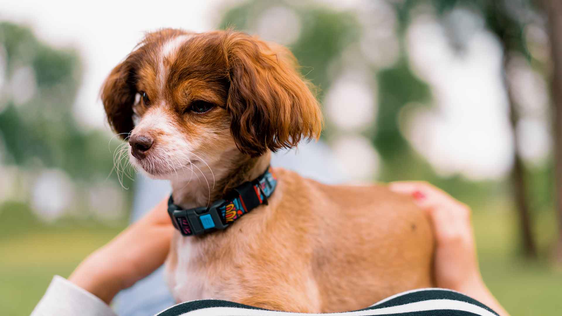 Puppy Starter Kit: Essential Equipment Guide