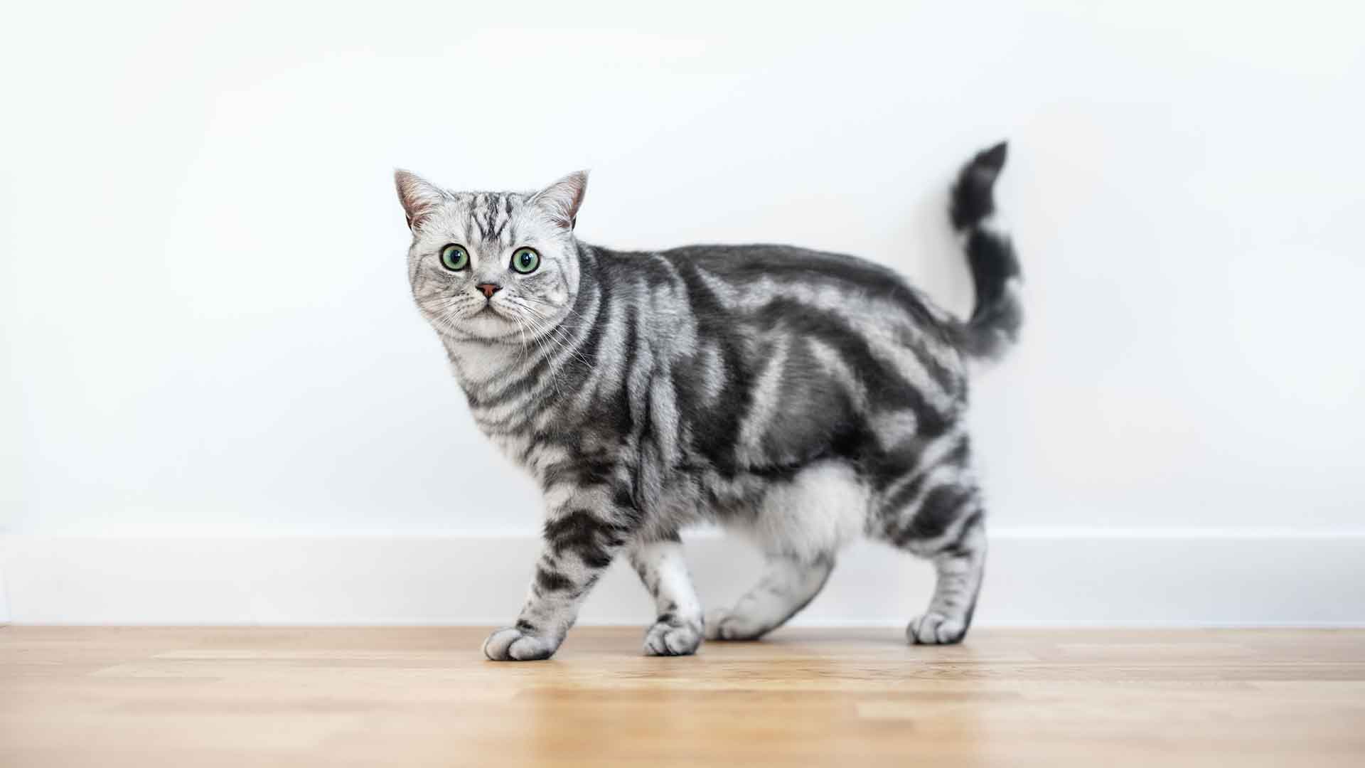 American Shorthair