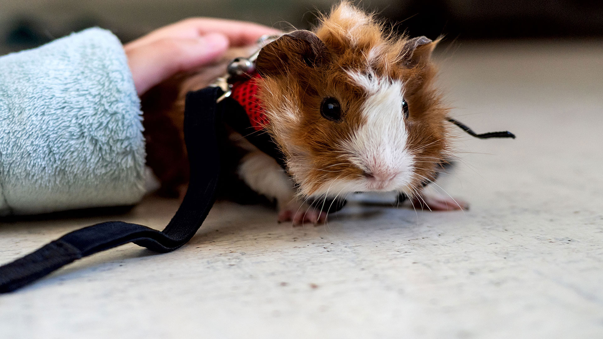7 Things You Must Read Before Adopting a Guinea Pig