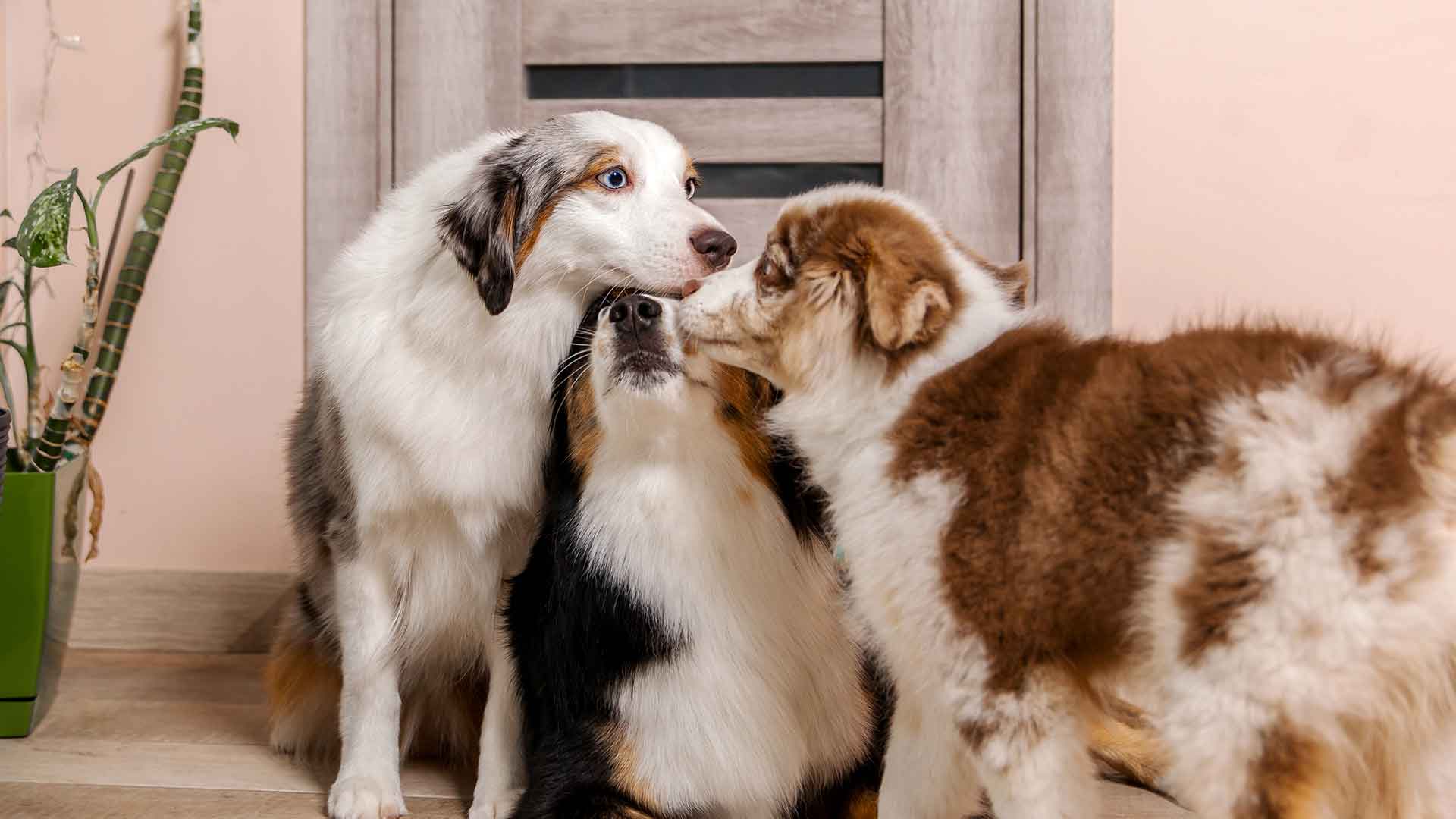 Jealousy in Dogs: Causes and Management