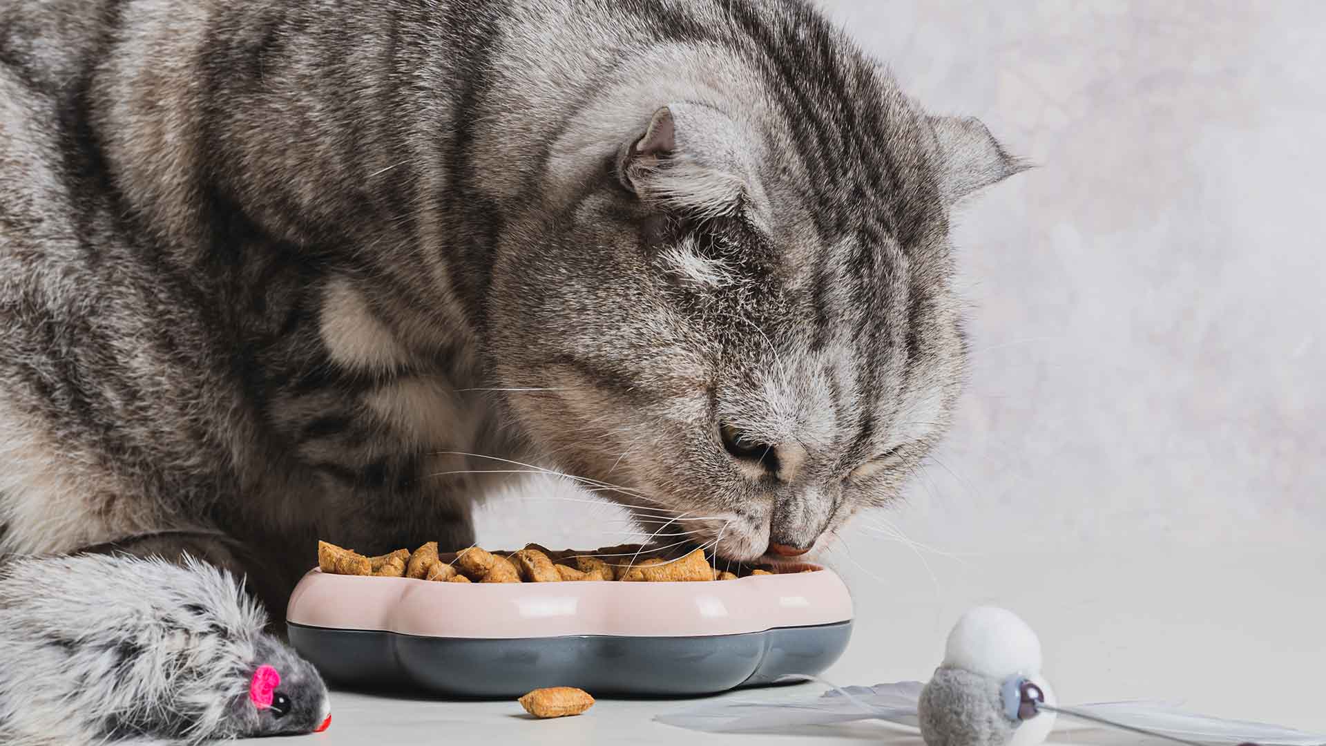 Food and Water Bowl Selection for Cats