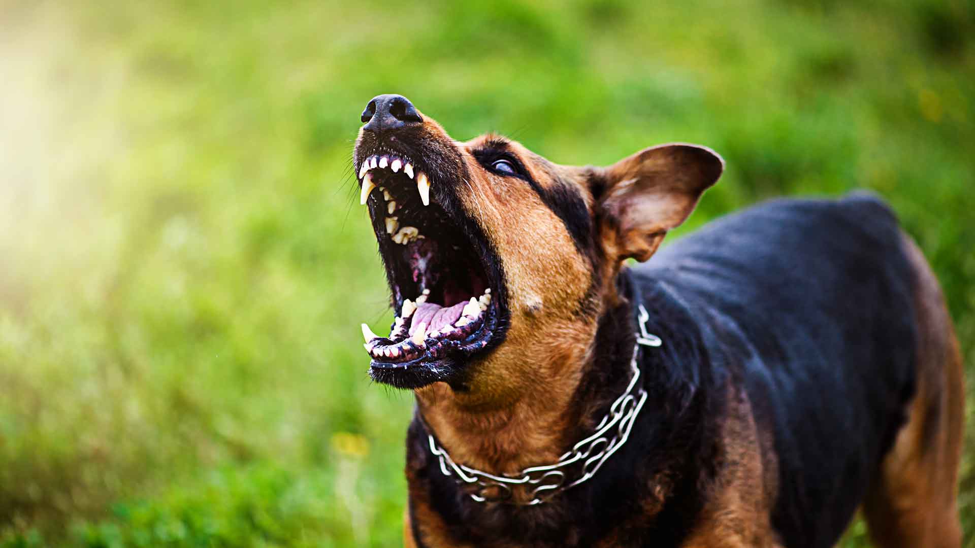 Aggressive Behaviors in Dogs and Training-Based Prevention Methods