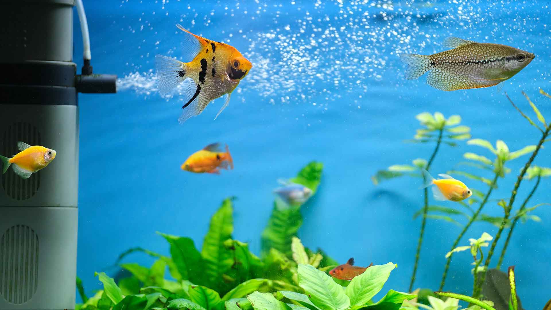Is Vitamin Supplementation Necessary for Aquarium Fish?