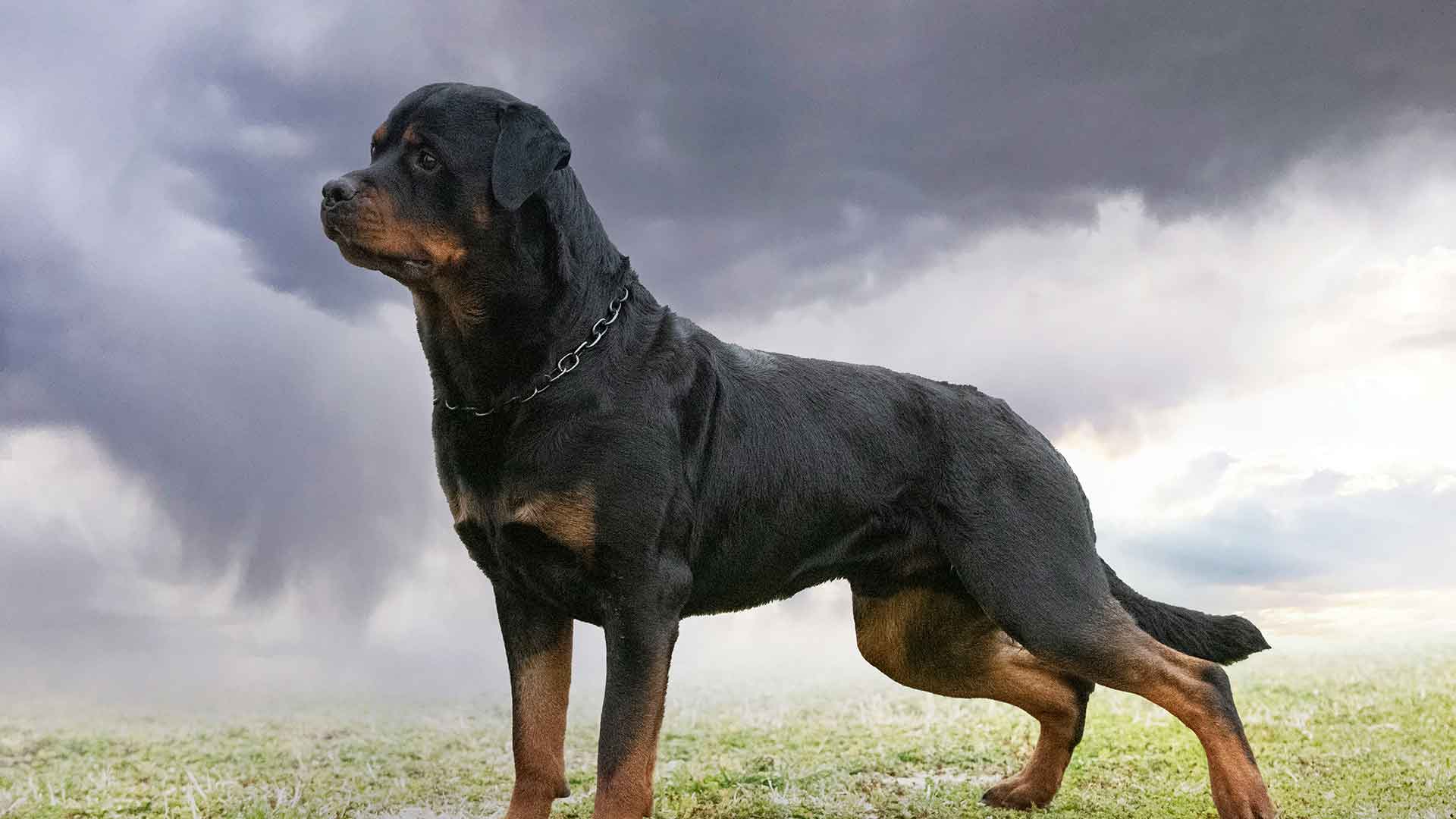 Rottweiler