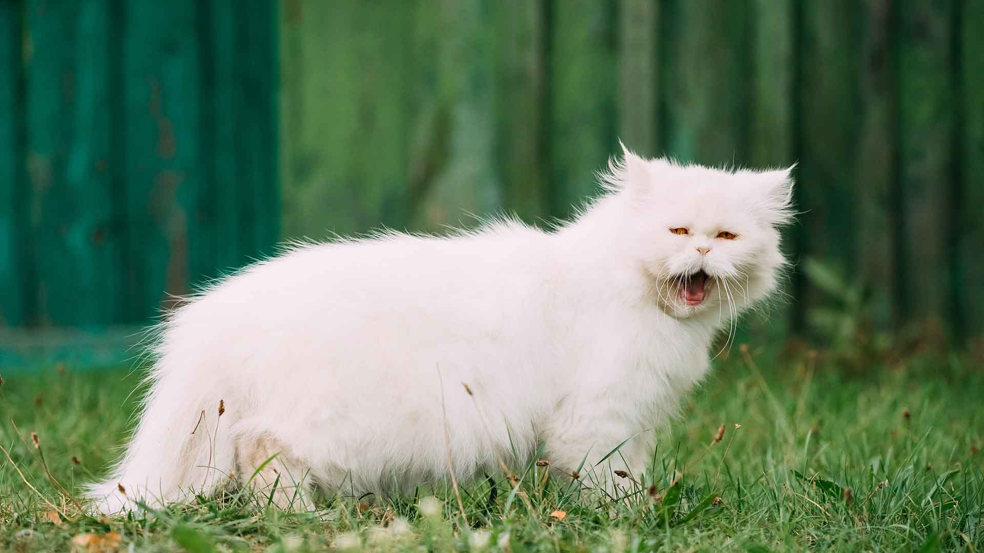 Turkish Angora