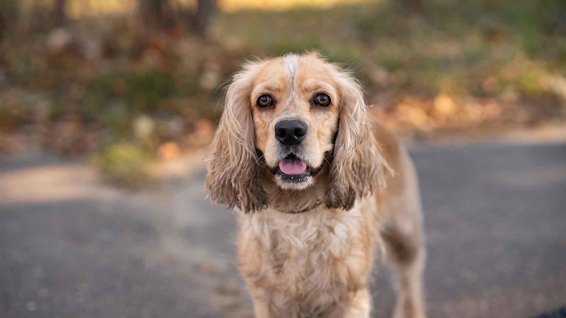 Cocker Spaniel